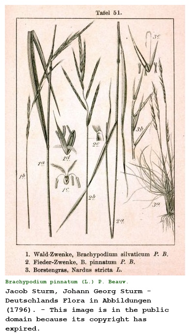 Brachypodium pinnatum (L.) P. Beauv.